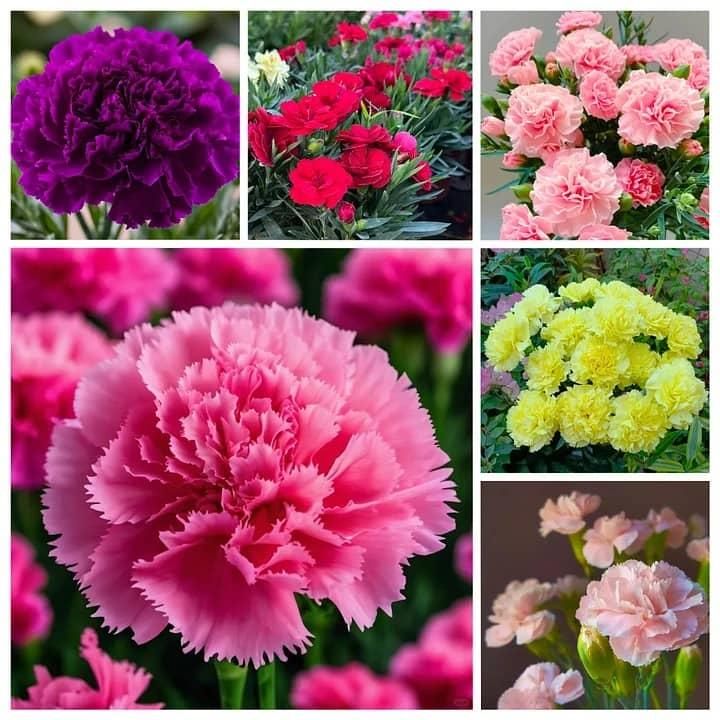 Collage of various colorful flowers including purple, red, pink, and yellow.