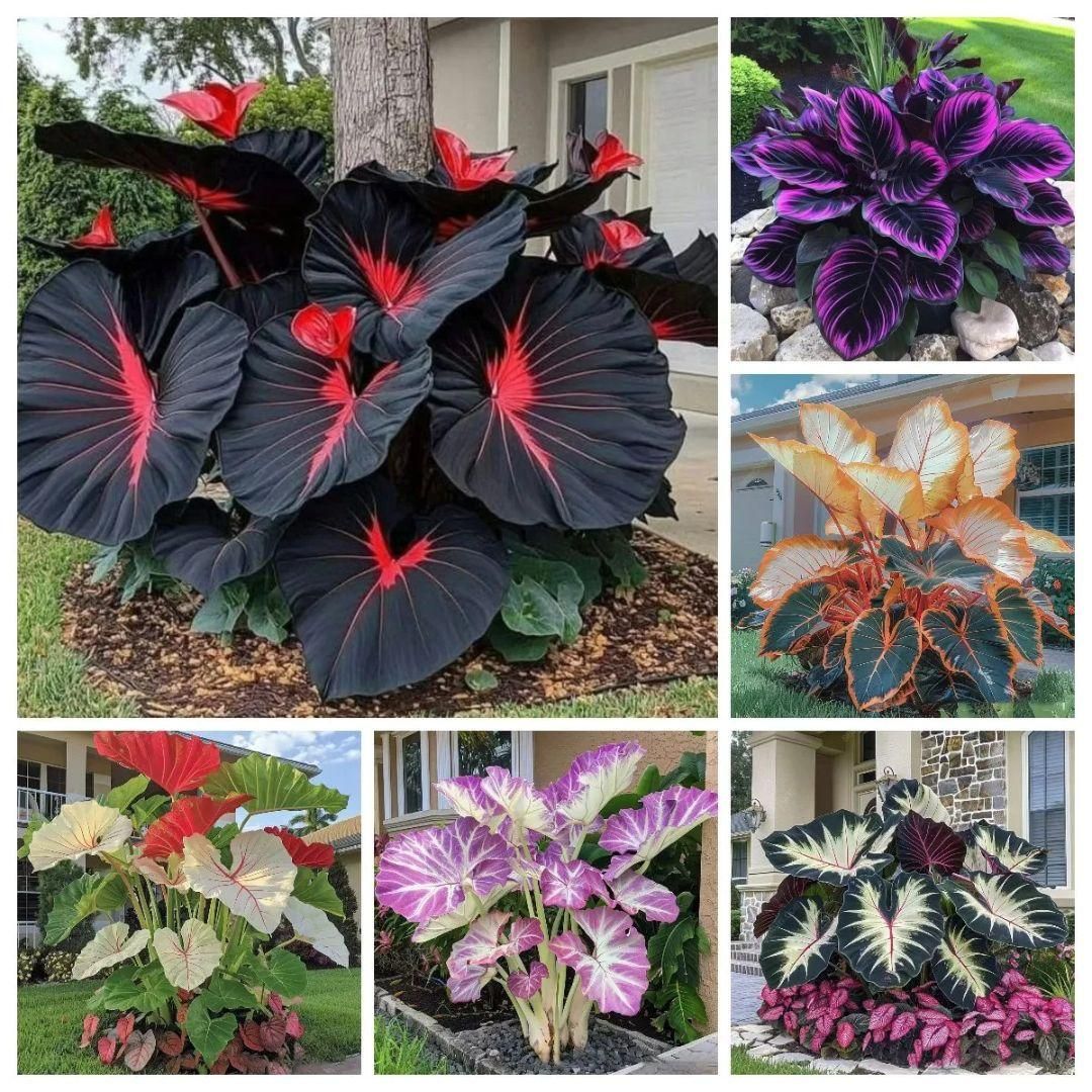 Collage of various colorful elephant ear plants with different leaf patterns.