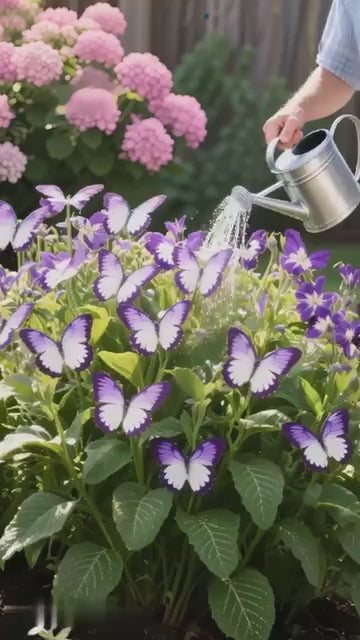 Moonlight Butterfly Seeds – Multicolor Garden Beauties (Pack of 20)